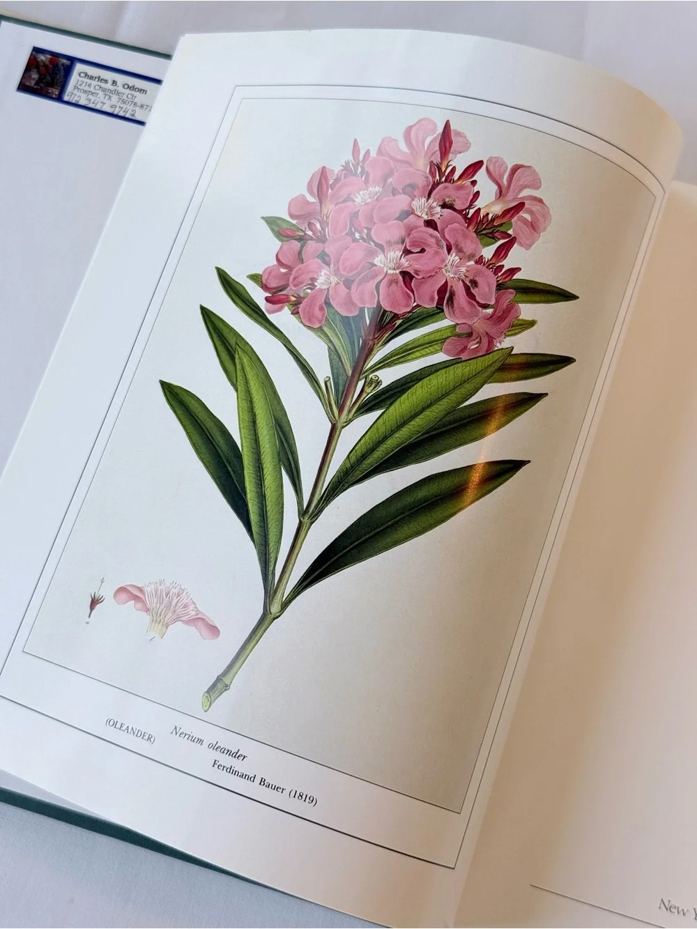 Garden Shrubs and Their Histories - Pink Hardcover by Alice M. Coats